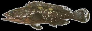seabream -Sciaena umbra