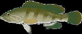 drum-bluefish 30.