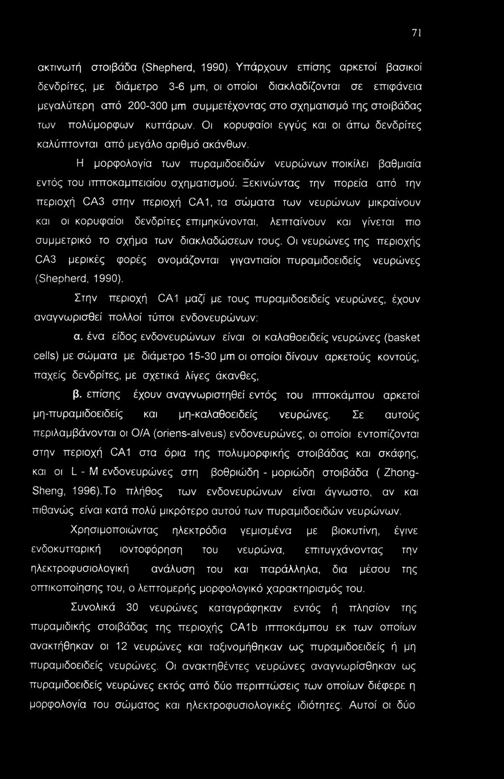 Οι κορυφαίοι εγγύς και οι άπω δενδρίτες καλύπτονται από μεγάλο αριθμό ακάνθων. Η μορφολογία των πυραμιδοειδών νευρώνων ποικίλει βαθμιαία εντός του ιπποκαμπειαίου σχηματισμού.