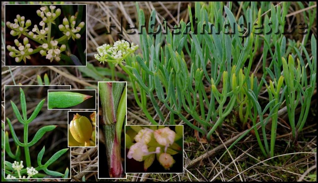 20-60 cm. και το χρώμα τους όπως και των φύλλων του είναι γλαυκοπράσινο. Ο γραμμωτοί ανορθωμένοι ή πλάγιοι βλαστοί είναι αποξυλωμένοι στη βάση τους και διακλαδίζονται στο πάνω τμήμα τους.
