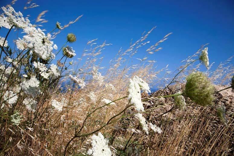 ΣΥΜΒΙΩΣΗ ΑΝΤΙΠΑΡΟΥ