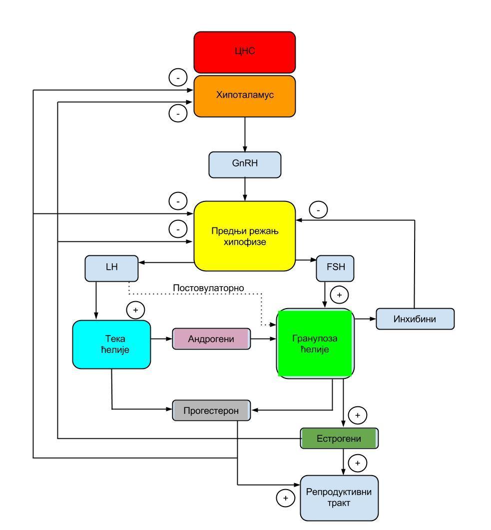 Слика 4 - позитивна повратна спрега. Начин и принцип регулације секреције естрогена од стране хипоталамуса, хипофизе и оваријума.