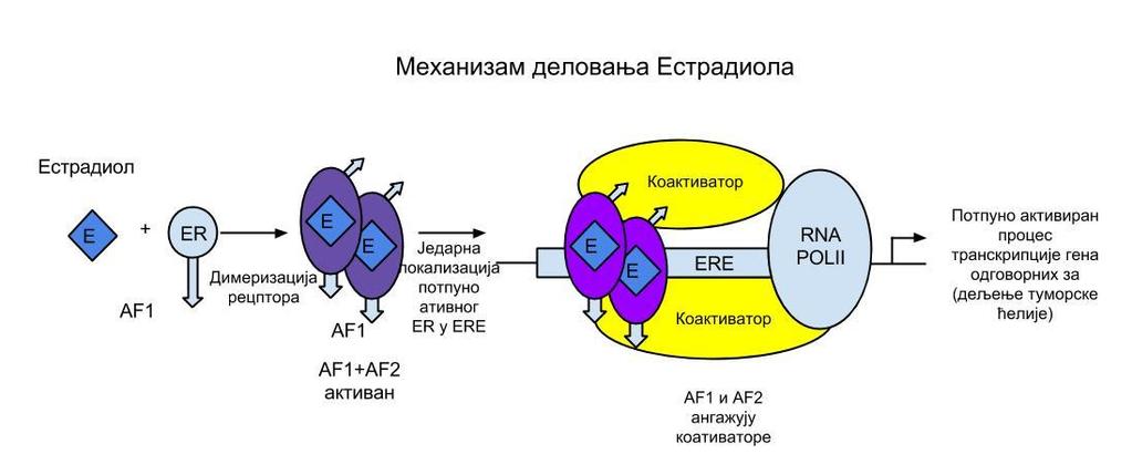 Амино крај А-B домена укључен је током процеса трансактивације генске експресије и обележава се као АF-1, док регион Е-F домена (АF-2, лиганд везујући домен) има улогу промотера (95, 97, 98).