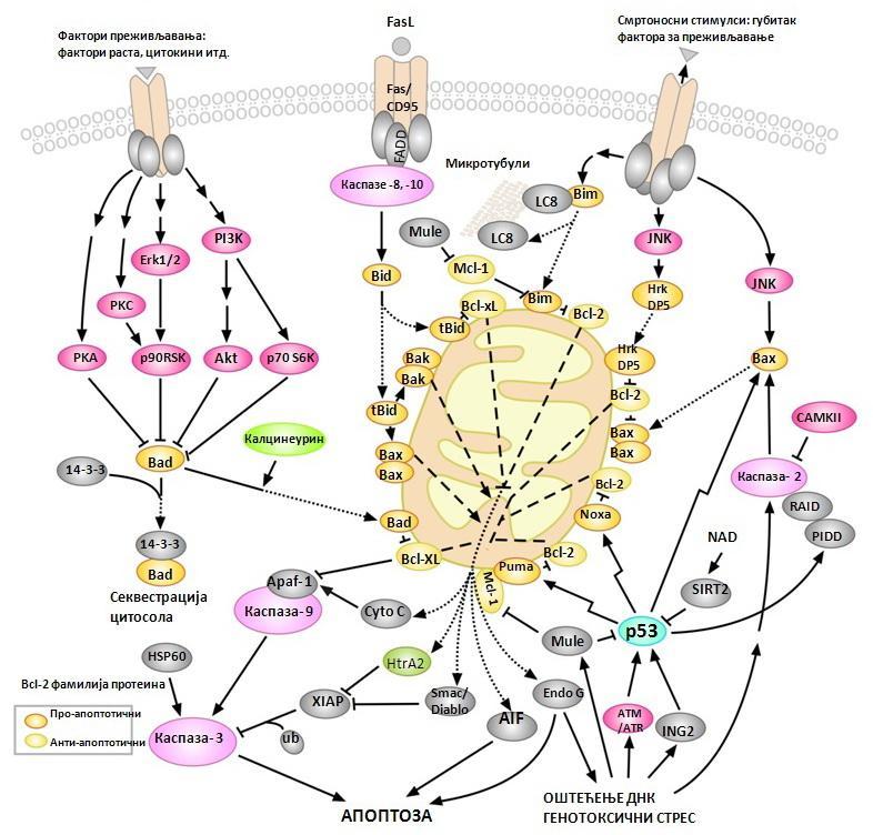 Слика 9. Механизам процеса апоптозе (57). 1.8.3. Улога каспаза у апоптози Апоптоза као високо специфичан процес регулисан је од стране великог броја молекула.