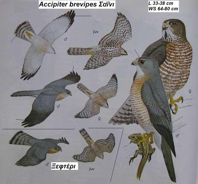 10. Σαΐνι Accipiter brevipes Περιγραφή μοιάζει πολύ με το ξεφτέρι, διαφέρει στην κοκκινοκαστανή ίριδα, τα μαύρα άκρα των πρωτευόντων και τις 5-6 στενές εγκάρσιες ραβδώσεις στην ουρά (το ξεφτέρι έχει