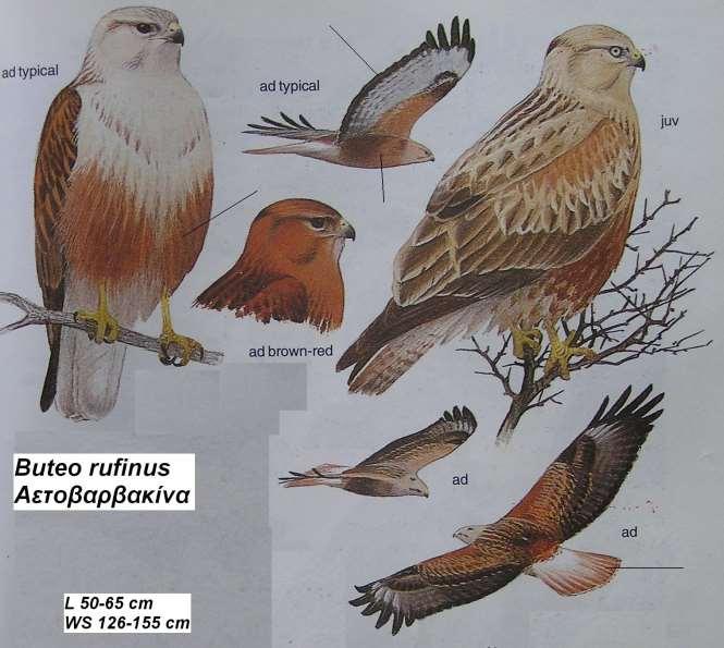 13. Αετοβαρβακίνα Buteo rufinus Περιγραφή παρουσιάζει ποικιλότητα ως προς το χρωματισμό, μοιάζει με την ποντικοβαρβακίνα συνήθως το πάνω μέρος είναι κοκκινόφαιο, το κάτω κιτρινωπό με μικρές καφέ