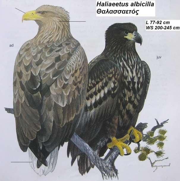 14. Θαλασσαετός Haliaeetus albicilla Περιγραφή λευκή σφηνοειδής κοντή ουρά, ανοιχτόφαιο μεγάλο κεφάλι, ισχυρό κίτρινο ράμφος, γενικός χρωματισμός καφέ με ανοιχτότερο το πάνω μέρος κατά την πτήση