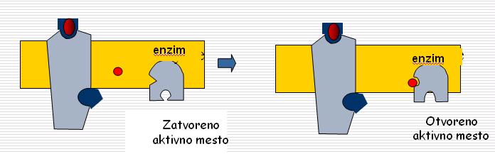 Prenos signala: aktivacija signalnih proteina -receptor se vezuje za