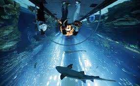 DUBAI AQUARIUM Βυθίστε τις αισθήσεις σας σε ένα περιβάλλον που χαρακτηρίζεται από έντονα χρώματα, εντυπωσιακή θαλάσσια ζωή και απίστευτες εμπειρίες.