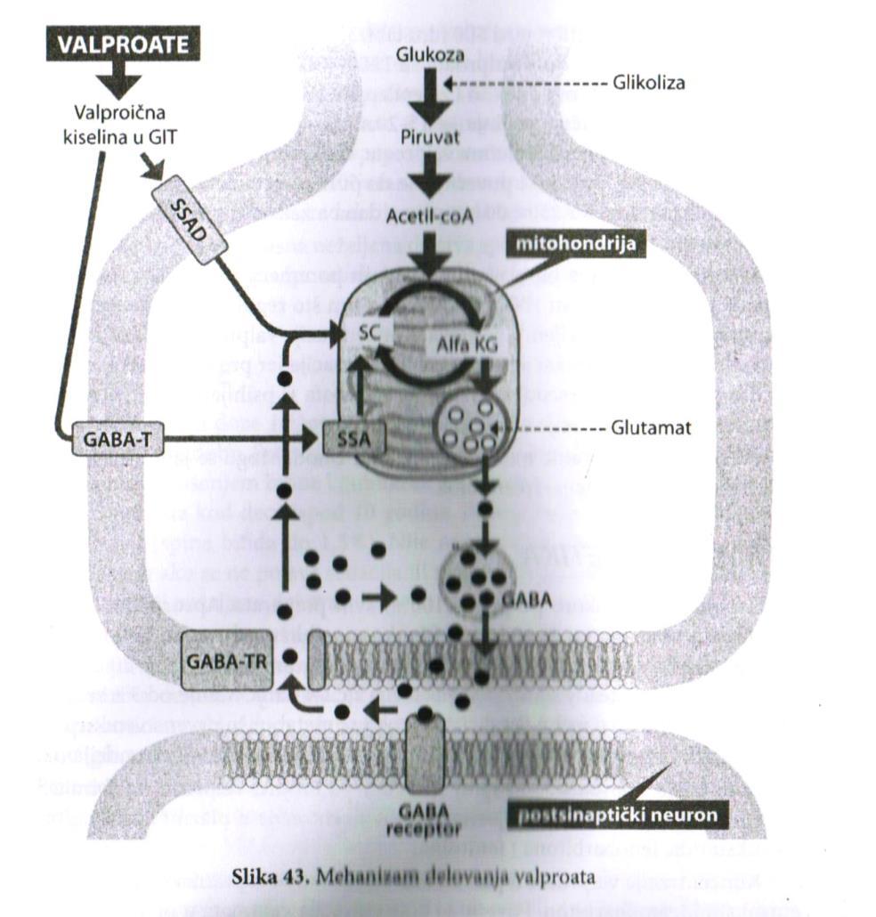 NATRIUM VALPROTA + VALPROIČNA KISELINA Mehanizam djelovanja valproata: Valproinska kiselina inhibira aktivnost ključnih kataboličkih enzima u metabolizmu GABA transmitera što dovodi do GABA