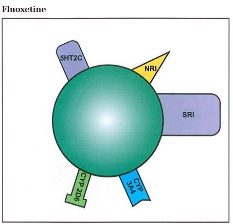 RECEPTORSKA TEORIJA DJELOVANJA ANTIDEPRESIVA SSRI- SEROTONIN REUPTAKE INHIBITORI Kod depresije malo je serotoninskih receptora, mali je broj signala u neuronu da oslobodi više serotonina.
