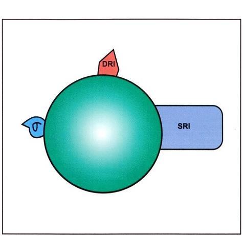 Sertralin Jedinstven je jer je povezan sa sigma1 receptorima kao i sa dopamin transporterom, radeći kao dopamin reuptake inhibitor uz serotonin reuptake inhibiciju.