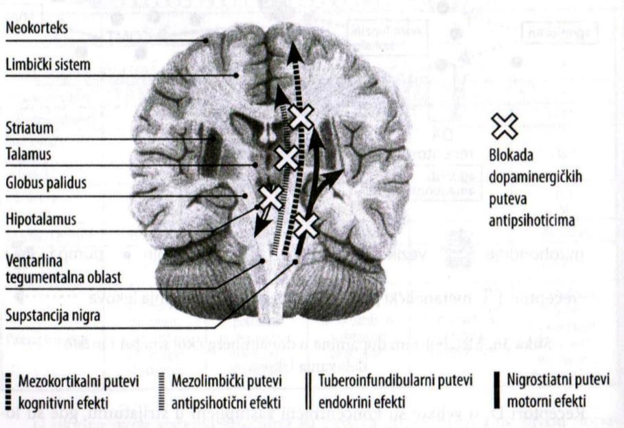 TUBEROINFUNDIBULARNI PUT Od infundibuluma do hipofize - Reguliše oslobađanje prolaktina Dopaminski sistemi važni su u: -