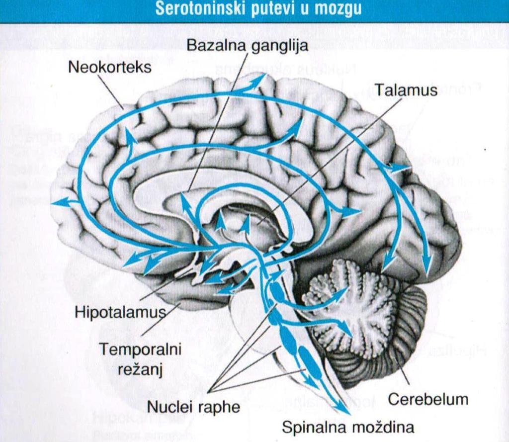 SEROTONIN I SEROTONERGIČKI RECEPTORI Serotonin je glavni transmiter kontrole ponašanja u smislu straha od kazne.