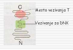 transmitera i mesto vezivanja DNK