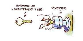 Agonisti i antagonisti Ligandi (transmiteri) se vezuju za receptor i "otključavaju" ćeliju koja nizom reakcija
