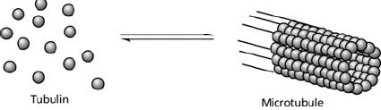 Receptor Holinergički Adrenergički Dopaminski Tip Nikotinski (N) Muskarinski (M) Alfa (α 1, α 2 ) Beta (β) Podtip Nikotinski (4 podtipa) M 1 -M 5 α 1a, α 1b, α 1d α 2A α 2C β 1, β 2, β 3 D 1, D 2, D