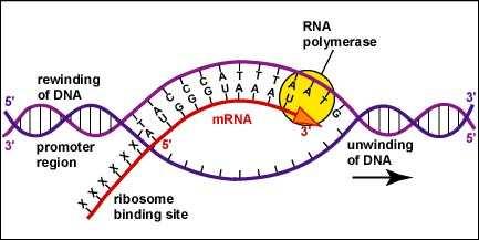 stvaranje mrnk - vezivanje za rrnk)) rrnk (ribozomalna RNK, mesto sinteze proteina; -50s i 30s subjedinica ribozoma; -rrnk se vezuje za mrnk na jednom kraju, putuje do drugog kraja i prenosi poruku
