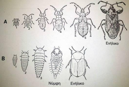 Στάδια βιολογικού κύκλου Στάδια βιολογικού κύκλου (εκτός ωού) Α: Ημιμετάβολο (Hemiptera,
