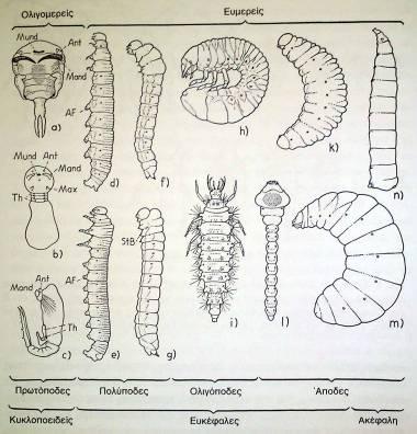 Μορφές προνυμφών Ολομεταβόλων Προνύμφες: a-c ενδοπαρασιτικών Hymenoptera, d Lepidoptera, e φυλοφάγο Hymenoptera, f,g ενδοφυτικές Hymenoptera, h σκαραβαιόμορφη Coleoptera, i καμμποδεόμορφη εντομοφάγου