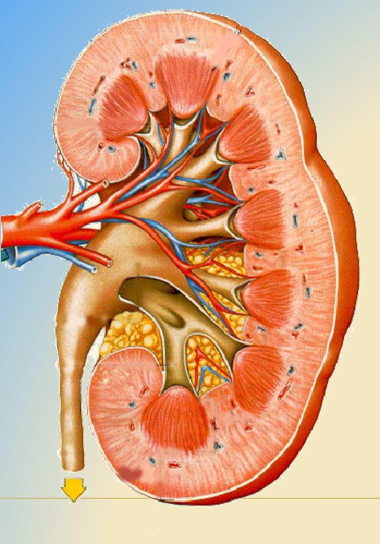 CystatínC NGAL µalb-úria Kreatinín proteinúria ipth?