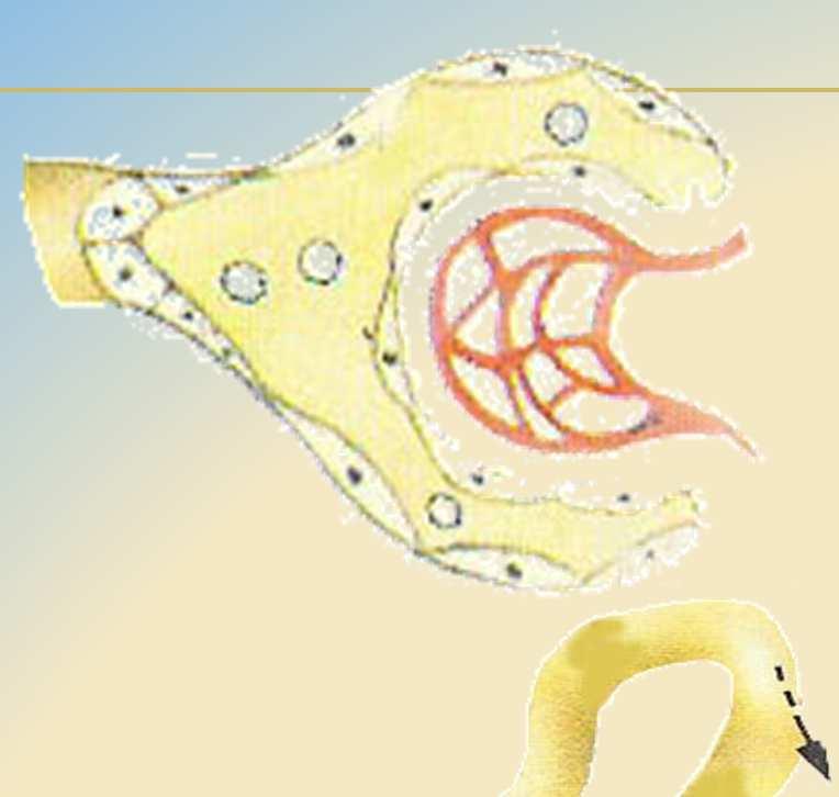 Glomerulárne ochorenia