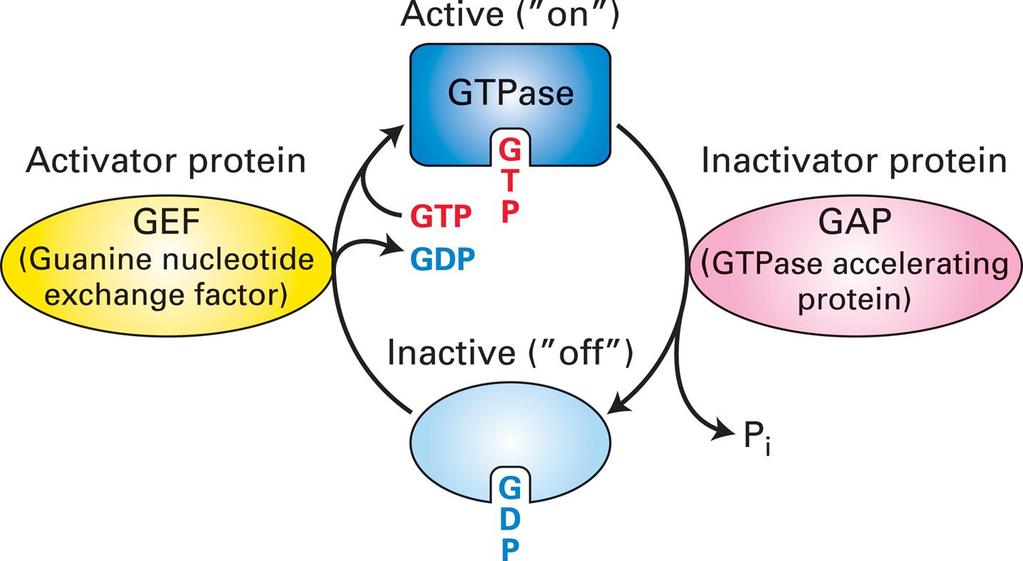 GTPase so