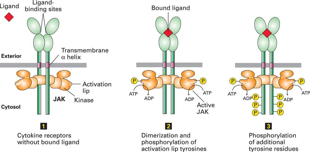 Aktivacija citokinskih receptorjev Receptor je dimer Na citosolni del sta vezani 2 protein-tirozin-kinazi Vezava liganda približa obe