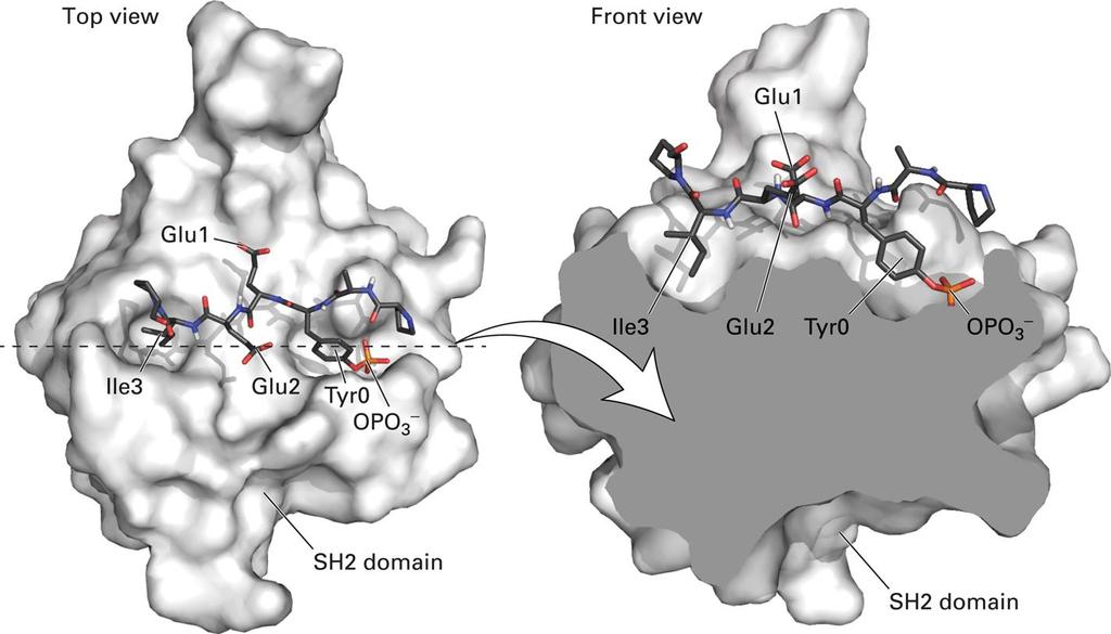 Proteini z SH2 domeno se vežejo na fosforiliran receptor v