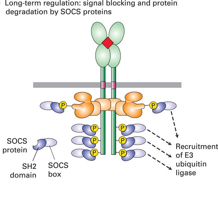 Prekinitev prenosa signala na eritropoetinskem receptorju SOCS proteini (Suppressor of cytokine signaling) TF STAT (negativna regulacija) Kompetitivna