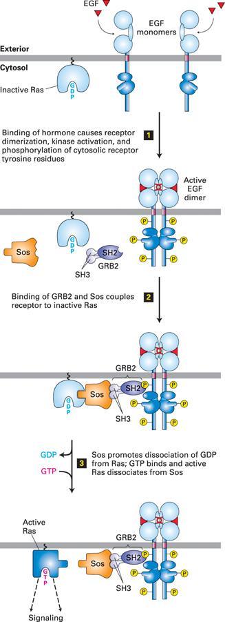 Signalna pot z Ras/MAP kinazo Receptorji: RTK in citokinski receptorji Ras GTPaza Kaskada kinaz se konča z MAP kinazo (Mitogen-Activated Protein Kinase) MAP kinaza aktivira TF, ki vplivajo na celični