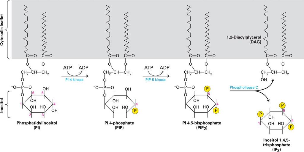 Sinteza sekundarnih prenašalcev DAG in IP 3 s PLC GPCR - PLC - DAG in