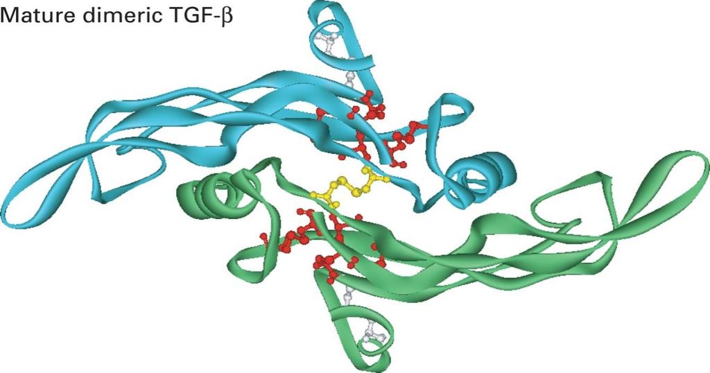 Signalna molekula TGF- TGF- (transforming growth factor beta) zunajcelična signalna molekula TGF- 1,2,3 normalna vloga: inhibicija celičnega cikla (zgodnji raki, metastaze), BMP