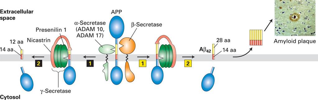 Proteolitčna cepitev APP z ADAM pri Alzheimerjevi bolezni Kopičenje Aβ 42 peptida v plakih smrt nevronov Nepravilna cepitev amiloid-prekurzor-proteina (funkcija neznana) 1 zunajcelična in 1