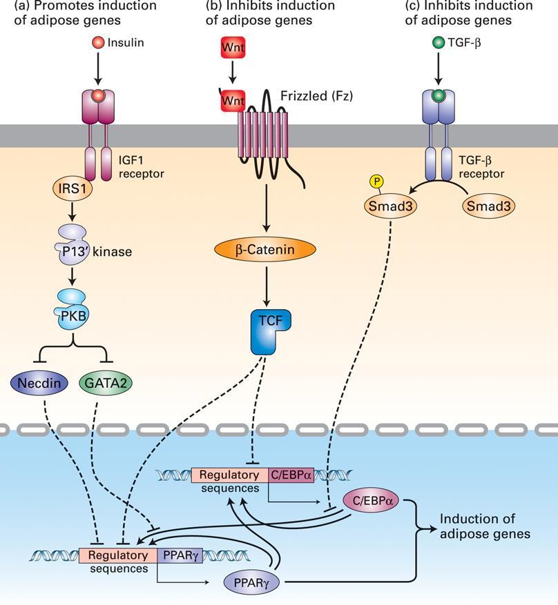 Regulacija diferenciacije adipocitov z interakcijo različnih signalnih poti PPAR - peroxisome proliferator-activated receptors Beli adepociti za skladiščenje