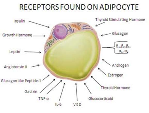 PPAR je glavni transkripcijski regulator za diferenciacijo adepocitov (jedrni receptor) Aktivni PPAR verjetno potrebuje vezan ligand (oksidiran derivat maščobne