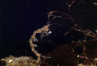 Plabellifera ΟΙΚΟΓΕΝΕΙΑ: Sphaeromatidae Οικολογία: Κάτοικος της ανώτερης υποπαραλιακής ζώνης. Απαντώνται σε ροδοφύκη, βαλανοειδή και εσοχές βράχων. Συχνά και σε σπόγγους.