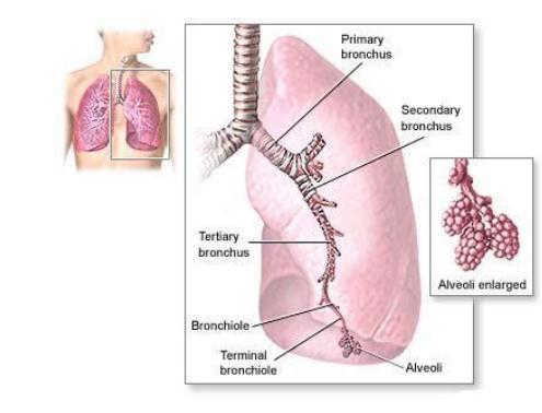 1.4.1 Ανθρώπινο αναπνευστικό σύστημα [4]. 1.