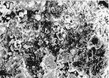 temperature on the substrate surface during the deposition procedure. Both coatings may be considered as thick, as the corresponding cross section micrographs illustrate.