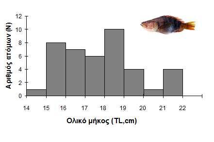 Για το είδος Serranus scriba (N=41) το µικρότερο άτοµο που αλιεύτηκε ήταν 14,9 cm ενώ το µεγαλύτερο 21cm (Πίνακας 4.2). Στην κατά µήκος σύνθεση κυριαρχούν άτοµα µε µήκος 18 cm (Εικόνα 4.30).