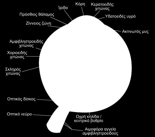 Υαρμακευτικϋσ ουςύεσ χρηςιμοποιούνται ςτο οφθαλμικό ςύςτημα για τοπικό δρϊςη ςτην επιφϊνεια ό ςτο εςωτερικό του ματιού.