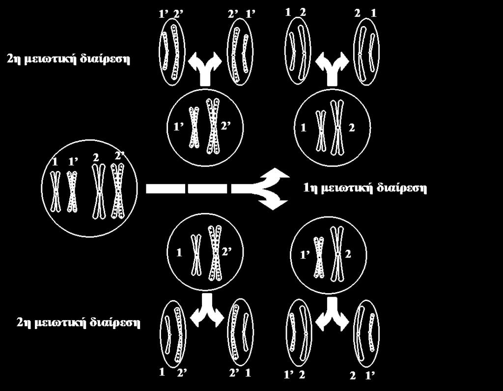 με 2n χρωμοσώματα, (διπλοειδές), δίνει τέσσερα (4) θυγατρικά κύτταρα με n χρωμοσώματα, (απλοειδή). Εικόνα 1.
