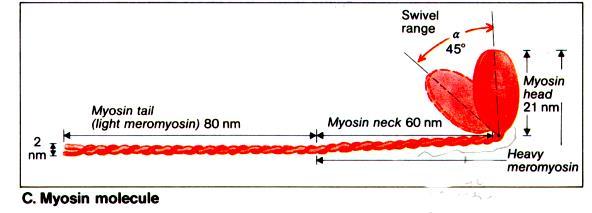 Μόριο Μυοσίνης Μόριο μυοσίνης: αποτελείται από: - Μακριά ουρά (2 νήματα τυλιγμένα το ένα γύρω από το