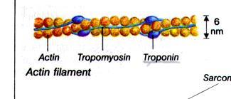 Νήμα Ακτίνης Αποτελείται από: - Ακτίνη - Τροπομυοσίνη - Τροπονίνη Ακτίνη: μόριο πρωτεϊνης.