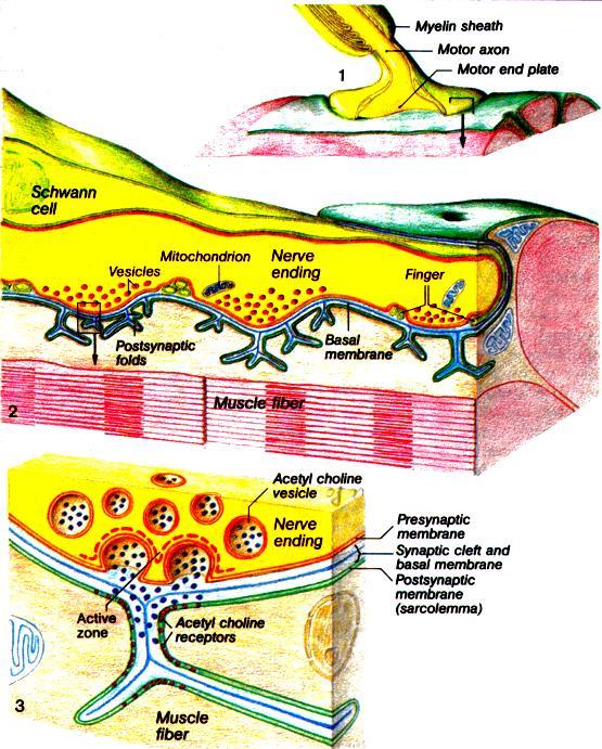 1. Η νευρική ώση φτάνει στην κινητική πλάκα. 2. Εκπόλωση νευρικής ίνας. 3. Απελευθέρωση ακετυλοχολίνης (χημικός μεταβιβαστής) μέσω συναπτικών κυστιδίων. 4.