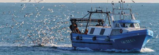 ΨΑΡΕΥΩ ΤΗ ΝΥΧΤΑ Τα περισσότερα θαλασσοπούλια είναι λιγότερο ενεργά κατά τη διάρκεια της νύχτας και τα δολώματα είναι τότε