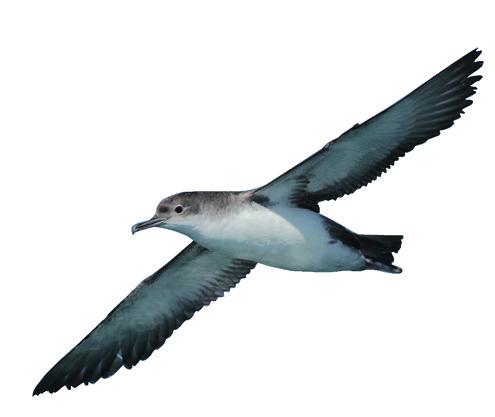 BirdLife σε συνεργασία με αλιείς στην Ευρώπη και σε όλο τον κόσμο: