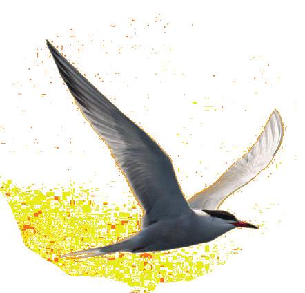 com/portfolio/poland/ Από το 2015, η BirdLife International συνεργάζεται με Λιθουανούς