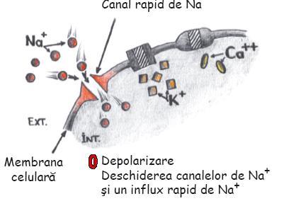 Antiaritmicele clasa I.