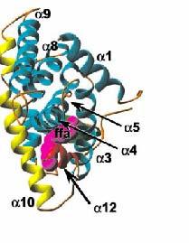 binding protein), που εμφανίζουν μεγαλύτερη τάση σύνδεσης για τα μόρια αυτά και είναι άφθονες στο κύτταρο, με αποτέλεσμα να είναι δύσκολος ο συναγωνισμός του HNF-4 για πρόσβαση σε αυτά.